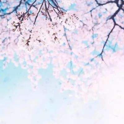 加拿大试玩软件