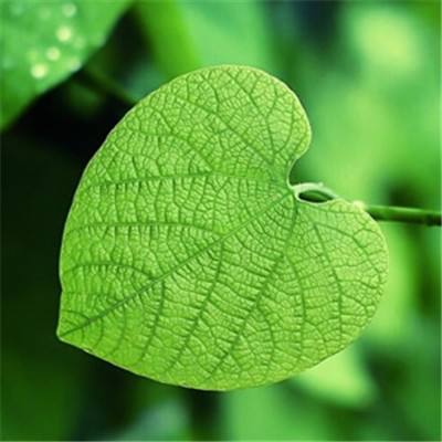 加拿大试玩软件